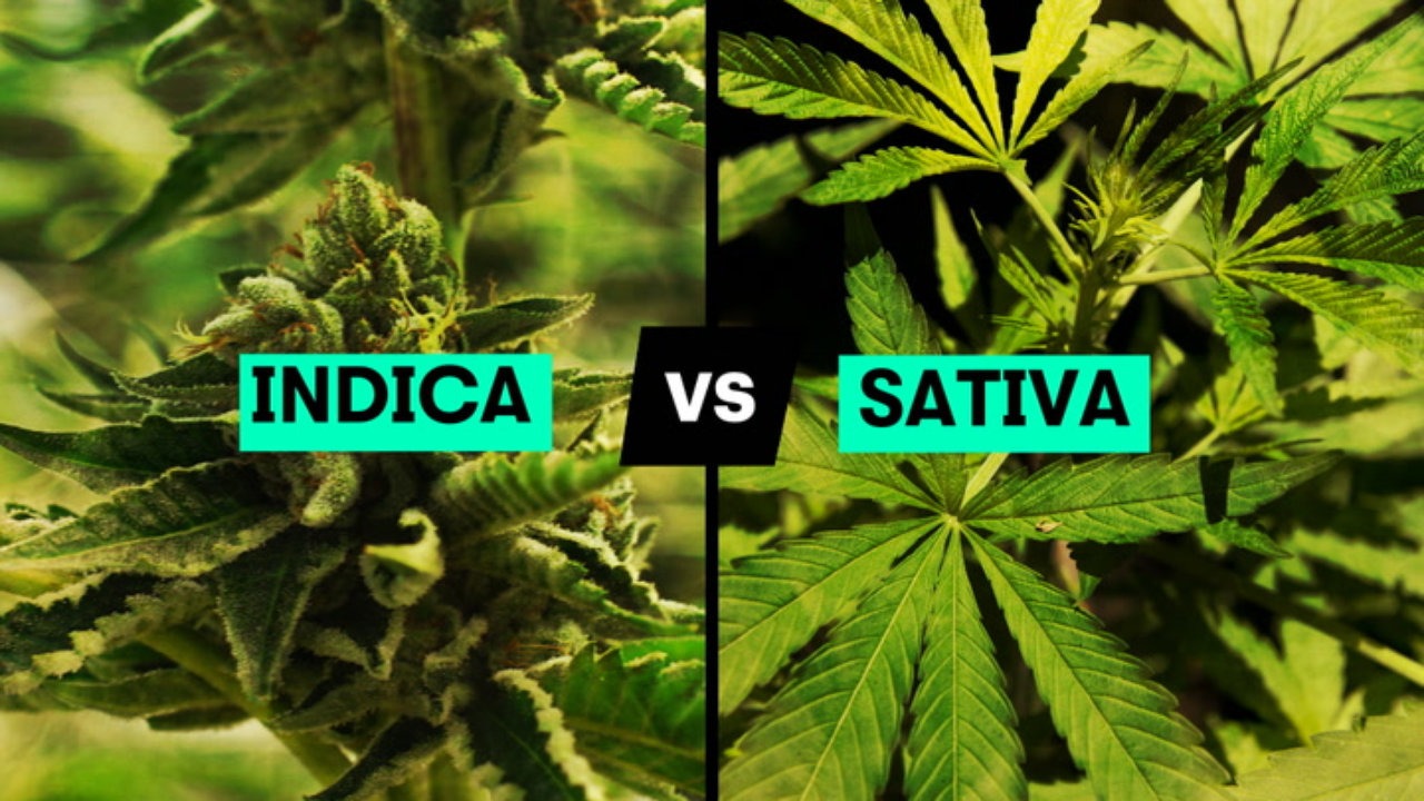 Indica vs Sativa Do You Know The Difference? Weedly Phoenix
